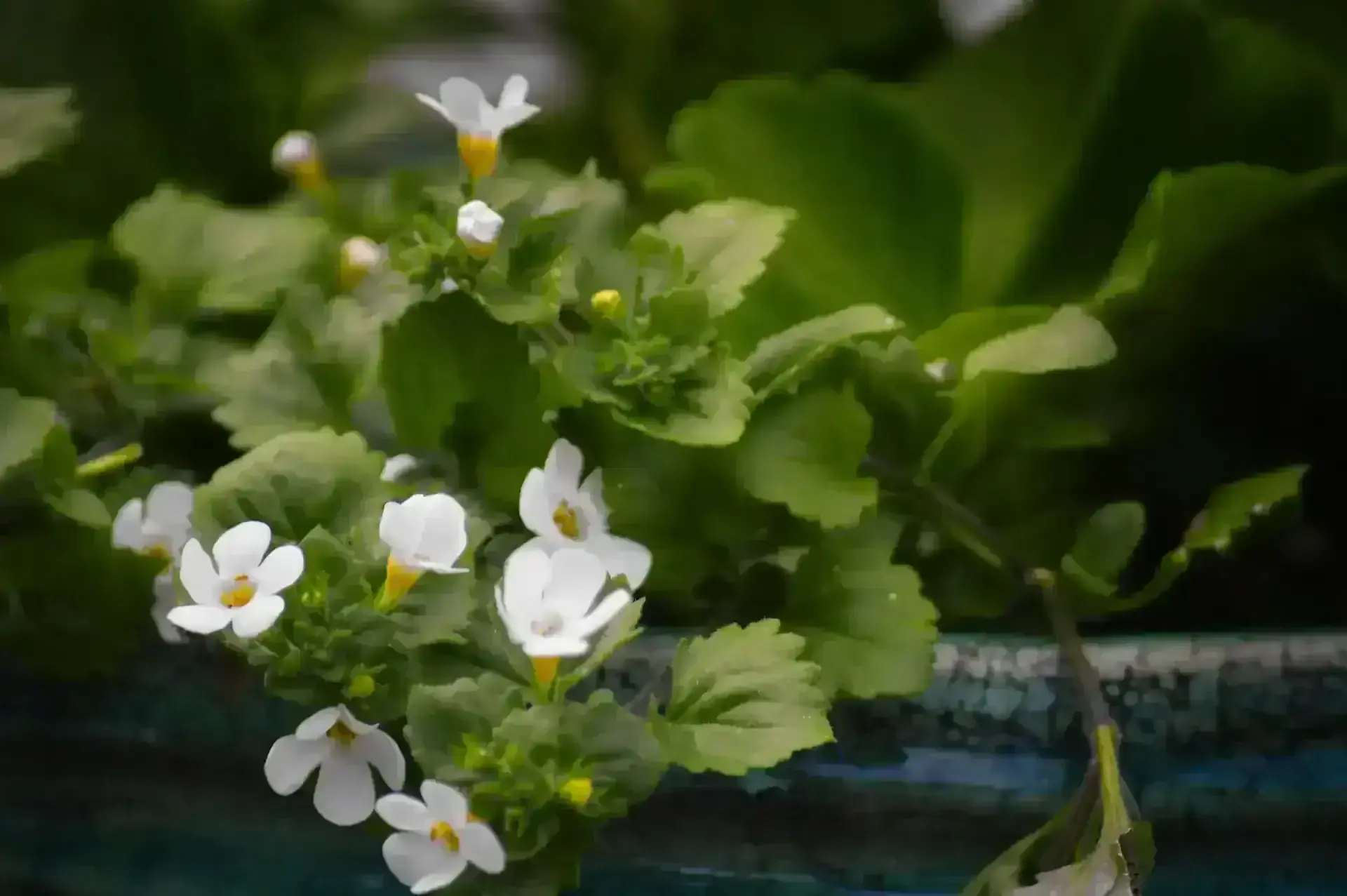 Bacopa monnieri - brahmi - növény