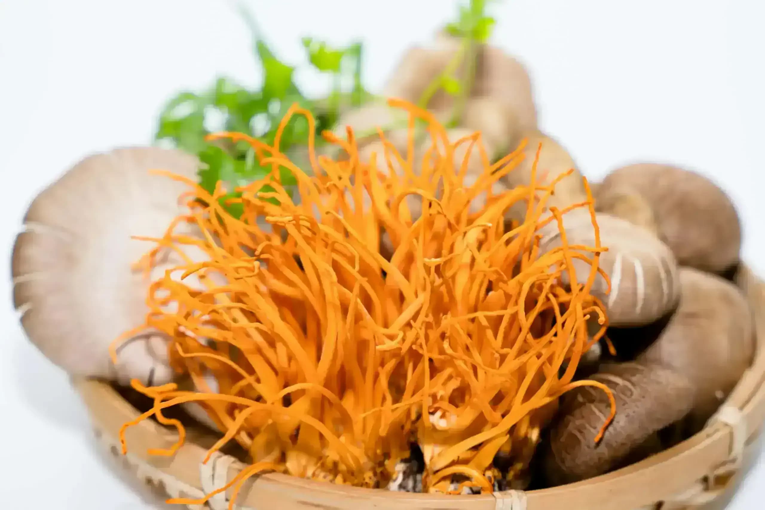 Friss cordyceps gomba