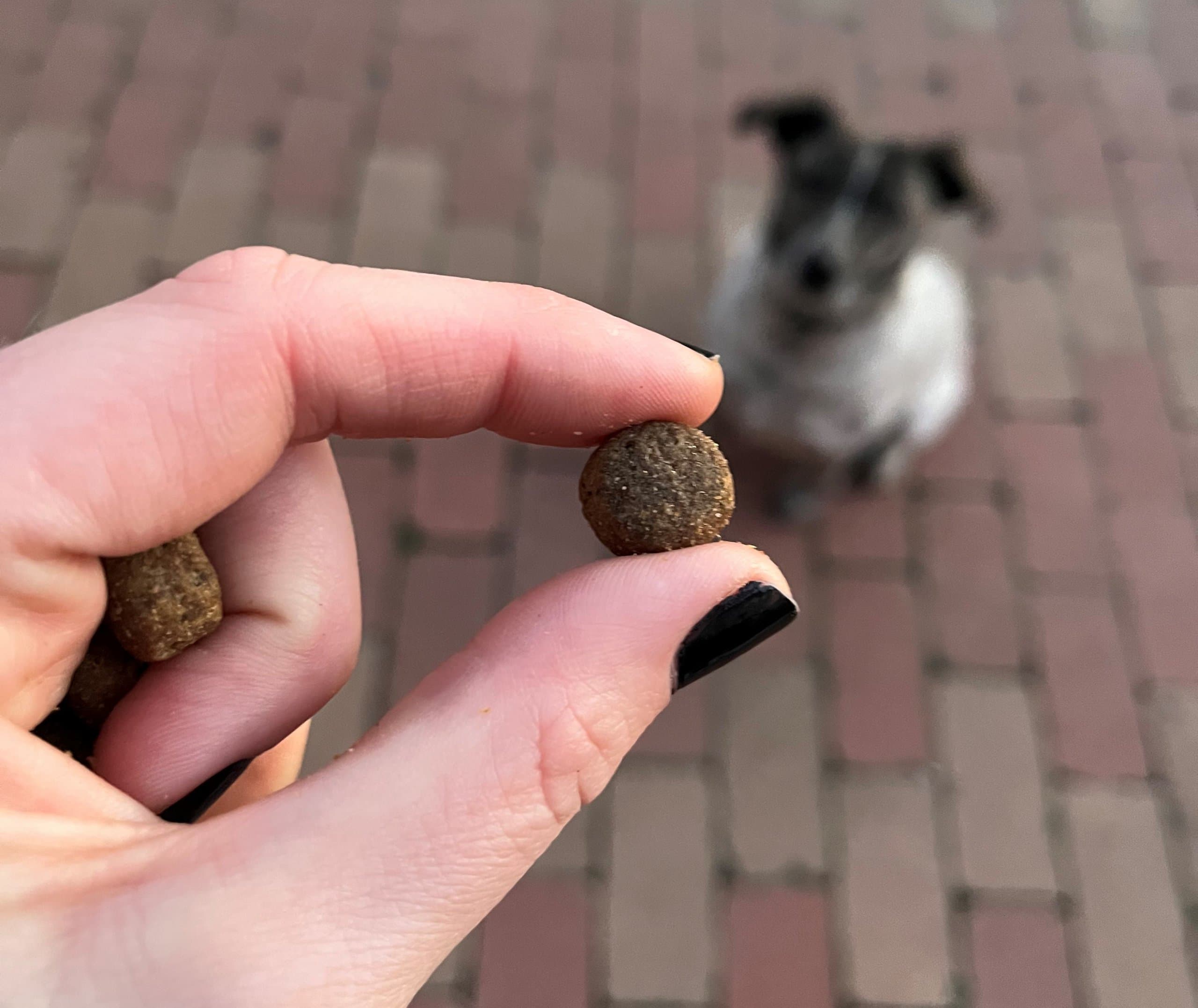 Ted Hipoallergén bárányos száraz kutyatáp vélemény, teszt, ár