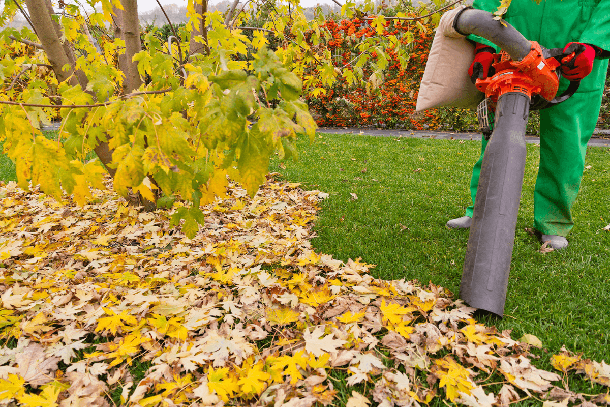 legjobb lombszívók