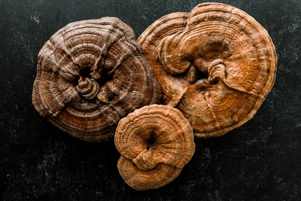 reishi ganoderma gomba