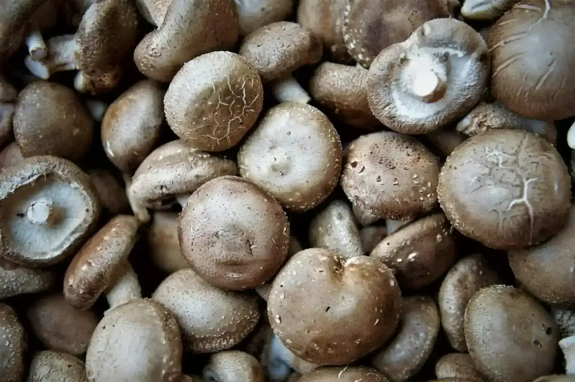 Shiitake gombák