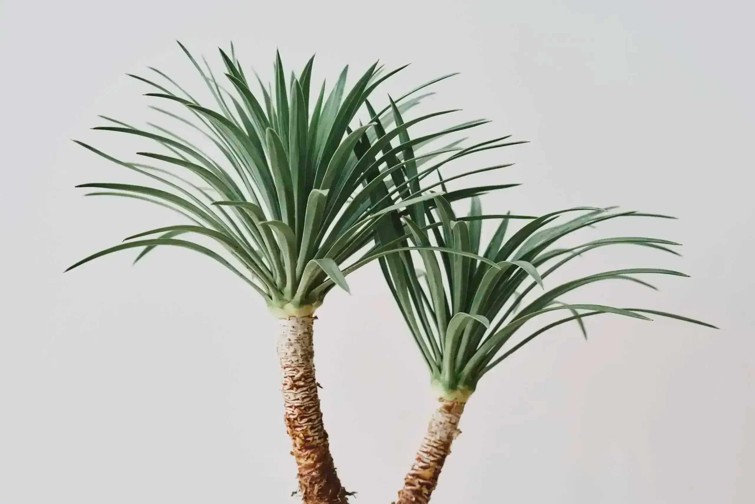 Yucca - pálmaszerű növény