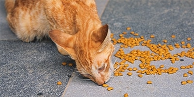Macskaeledelek