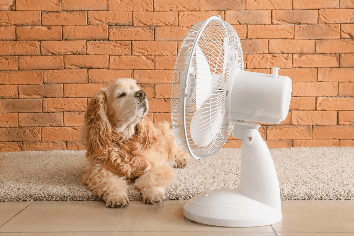 legjobb ventilátorok