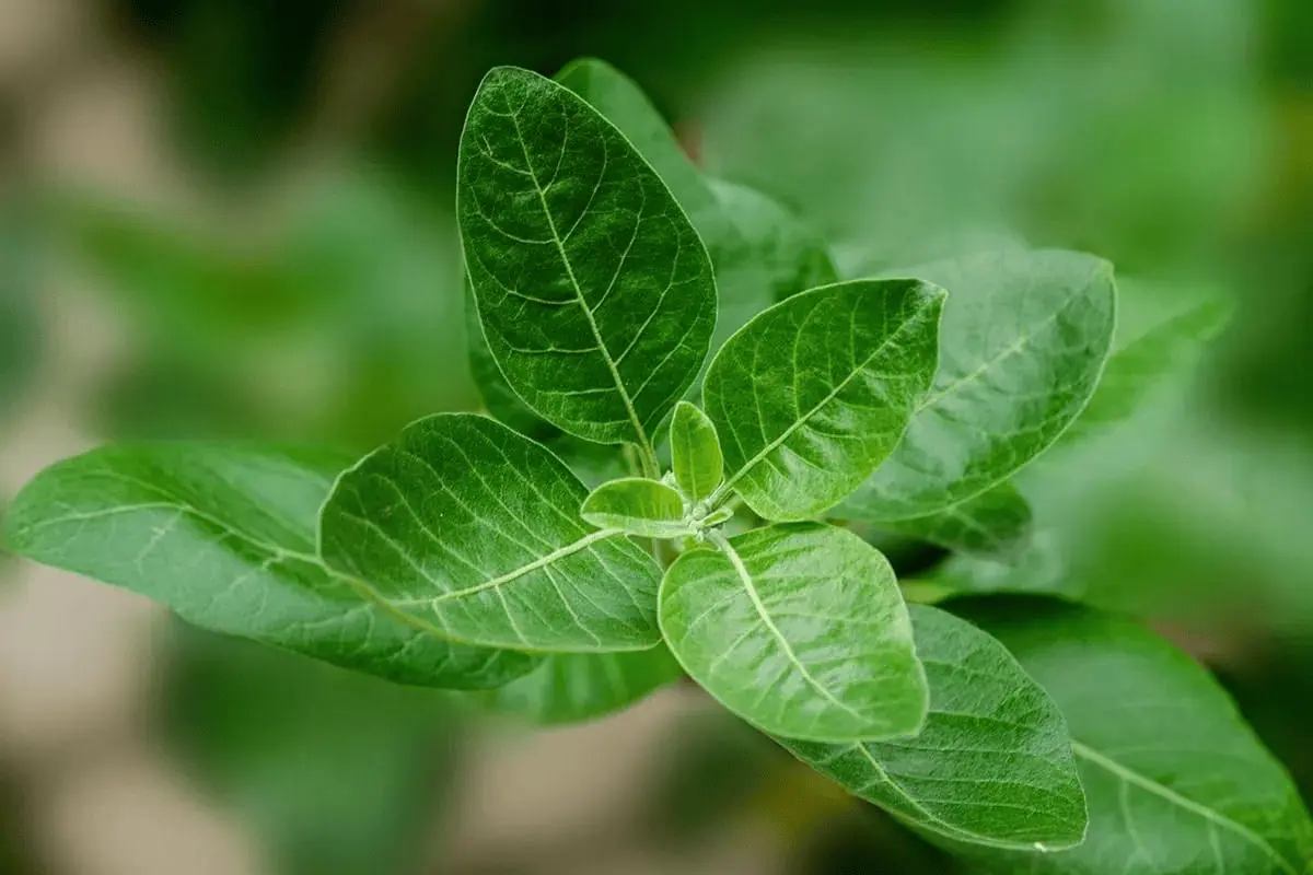 Legjobb ashwagandha – ashwagandha noveny