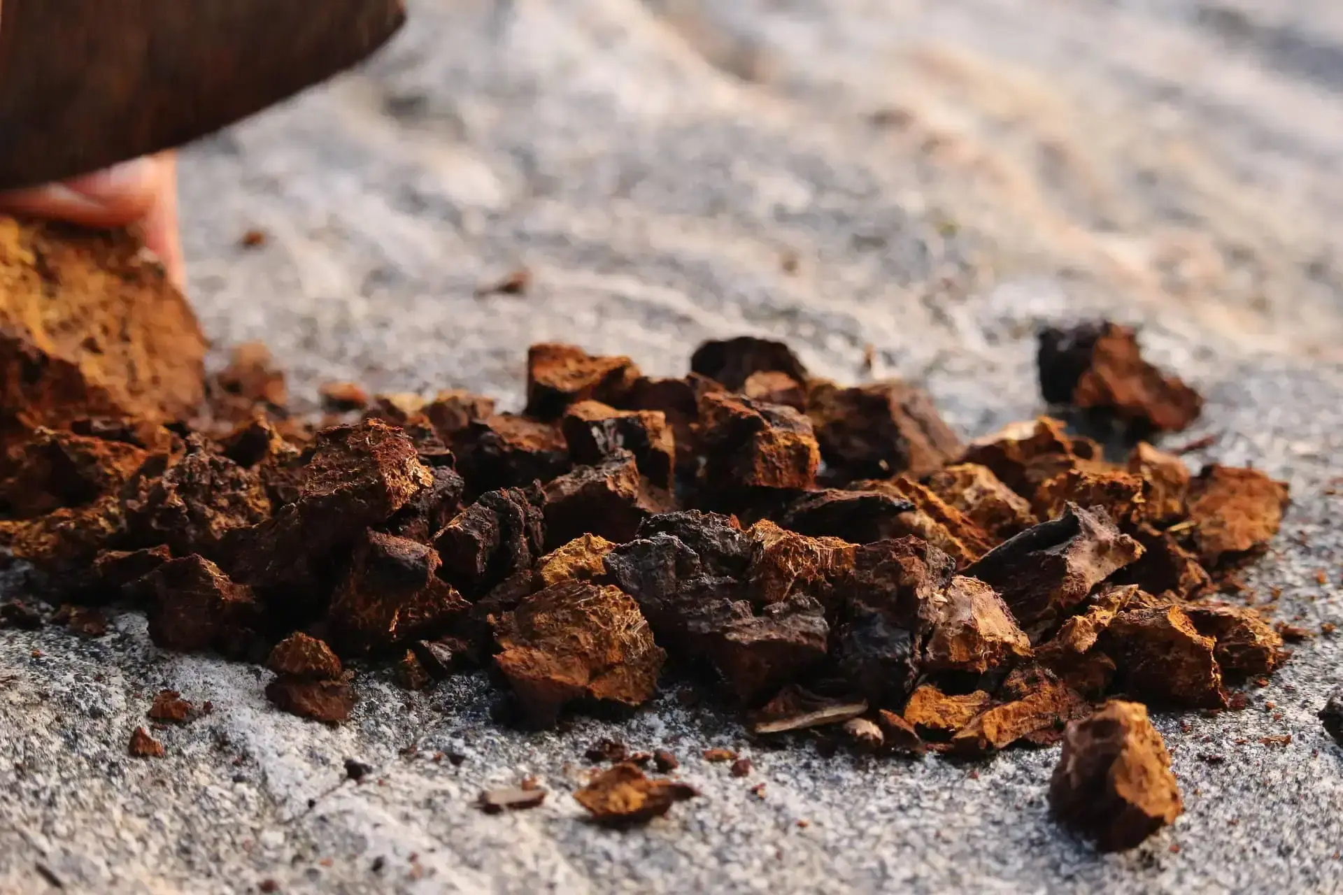Chaga gomba - darabokban