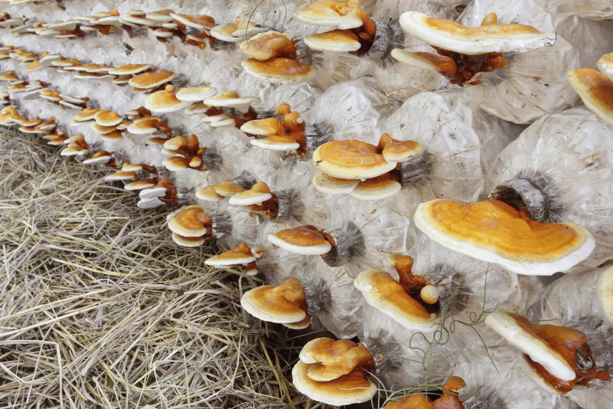 ganoderma lucidum reishi gomba