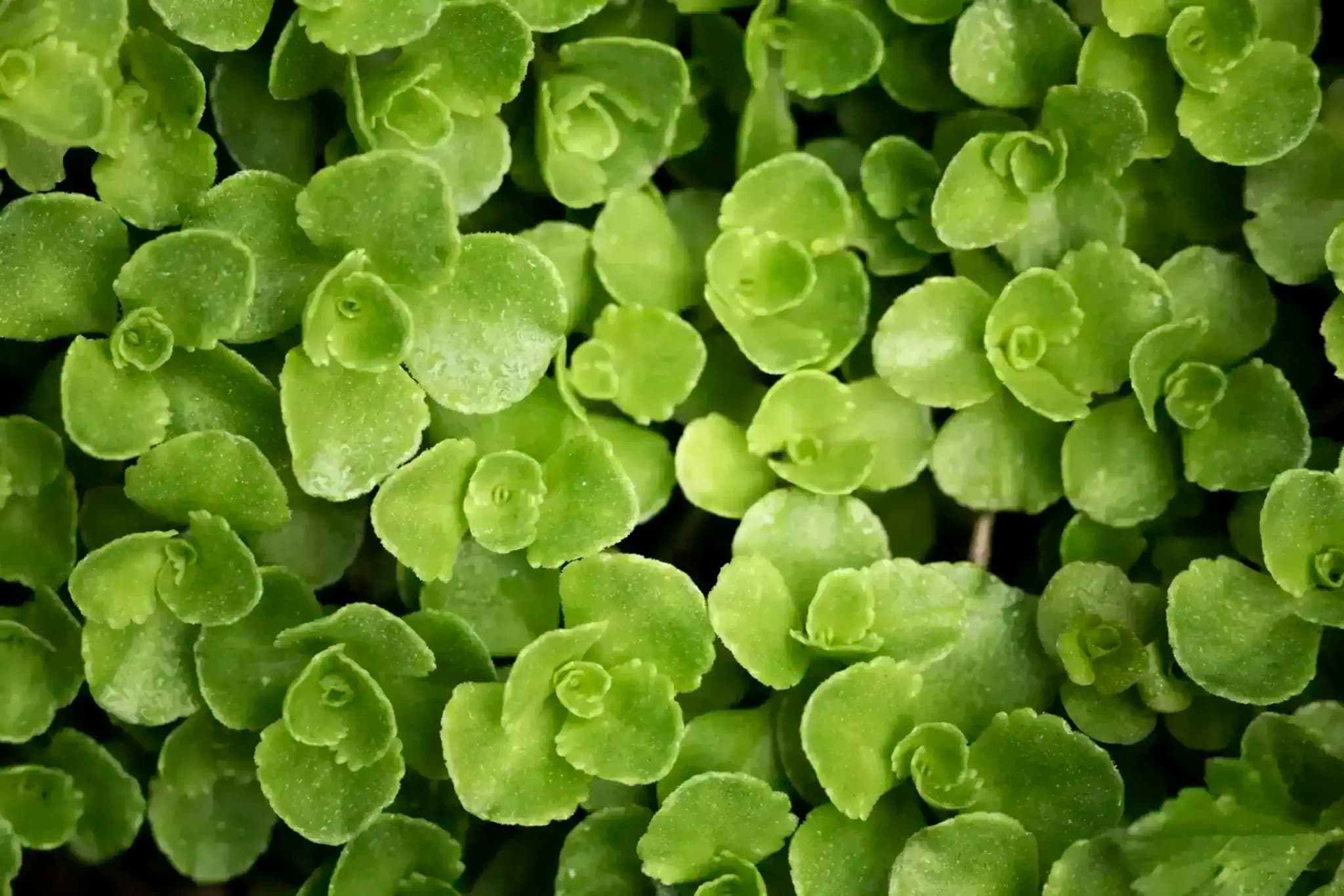 Gotu kola - rastlina