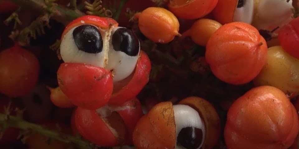 fogyasztó tea – guarana