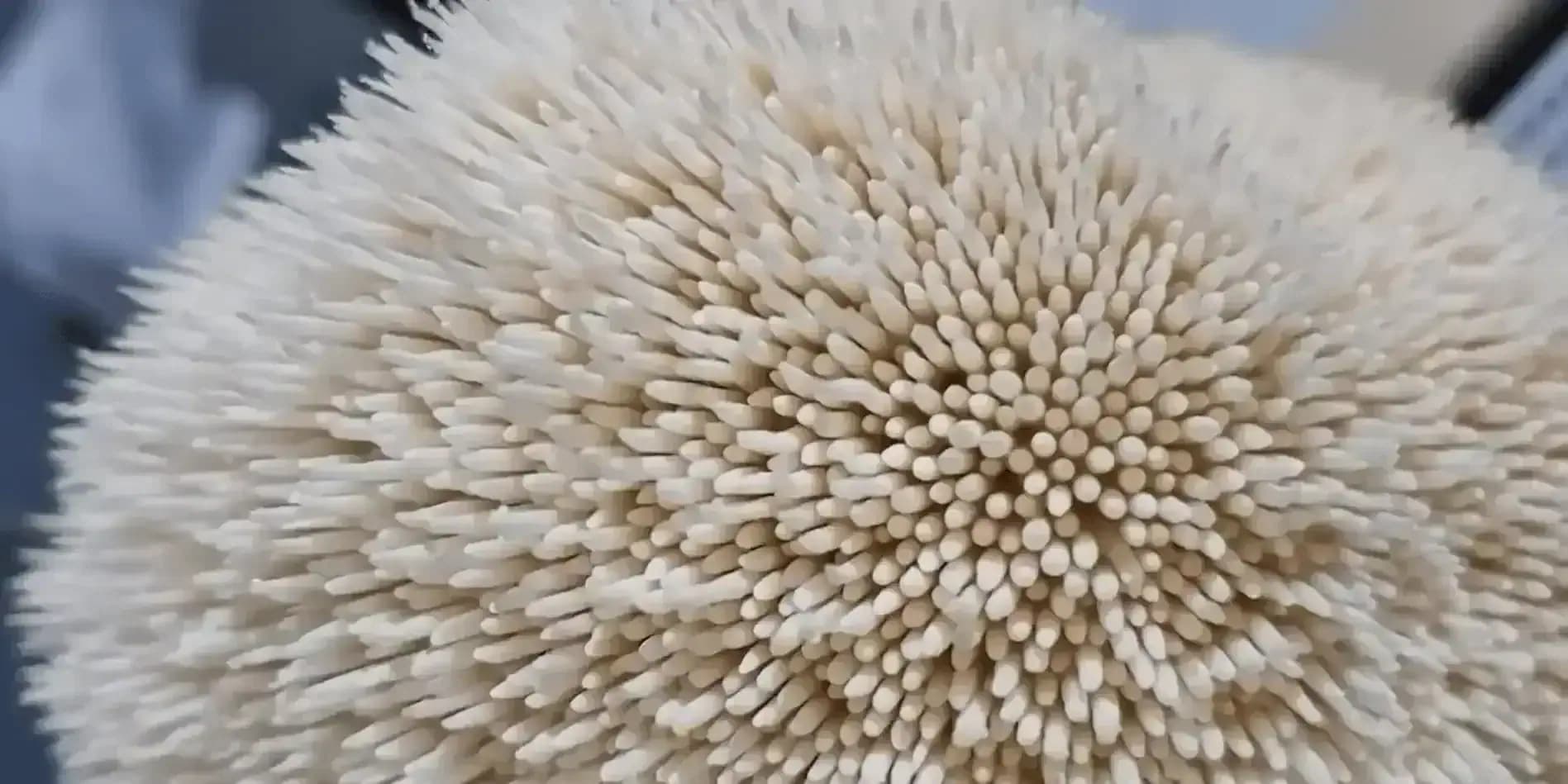 Süngomba (Hericium erinaceus) - gomba részlete