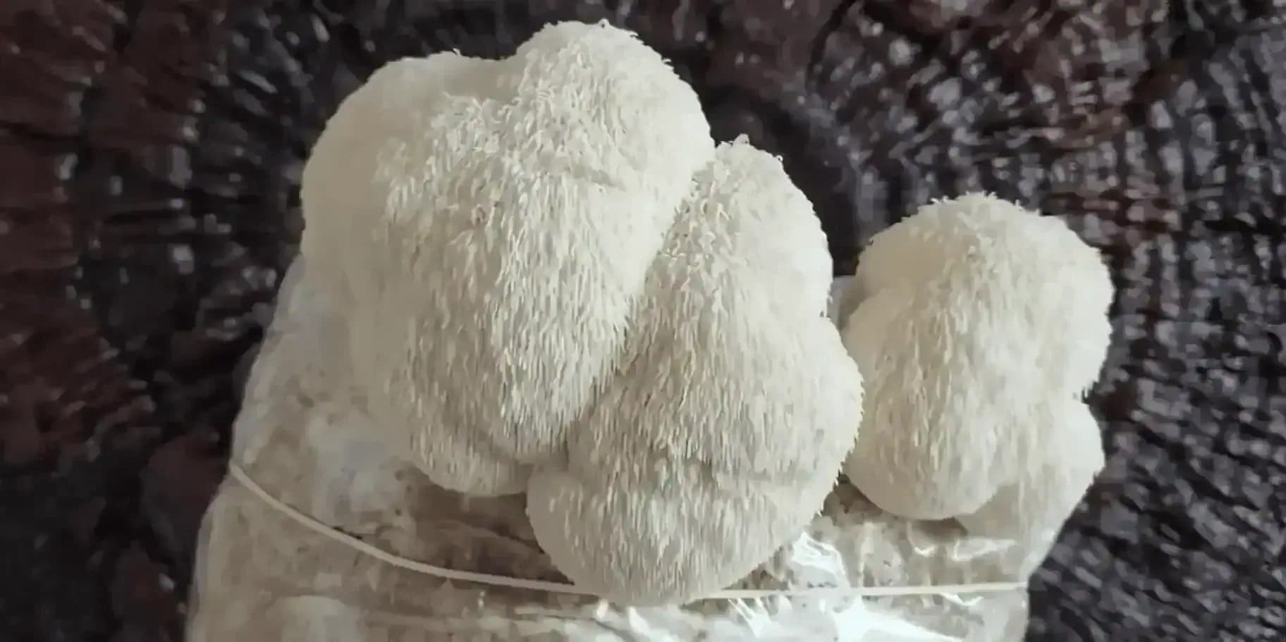 Süngomba (Hericium erinaceus) - gomba a fán