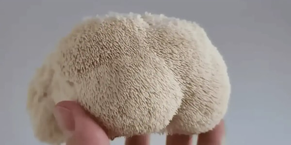Süngomba