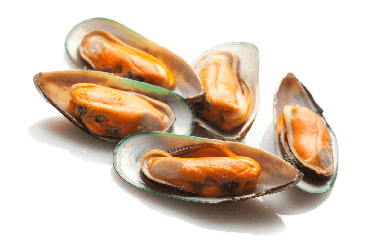 ízületvédő készítmény – Zöldkagyló kivonat Ízületvédő készítmény