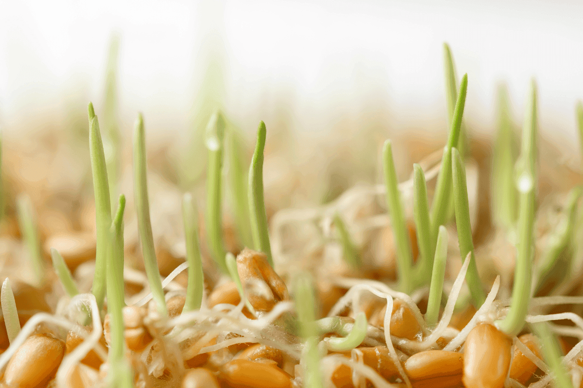 legjobb supergreens-ek – Fiatal búza