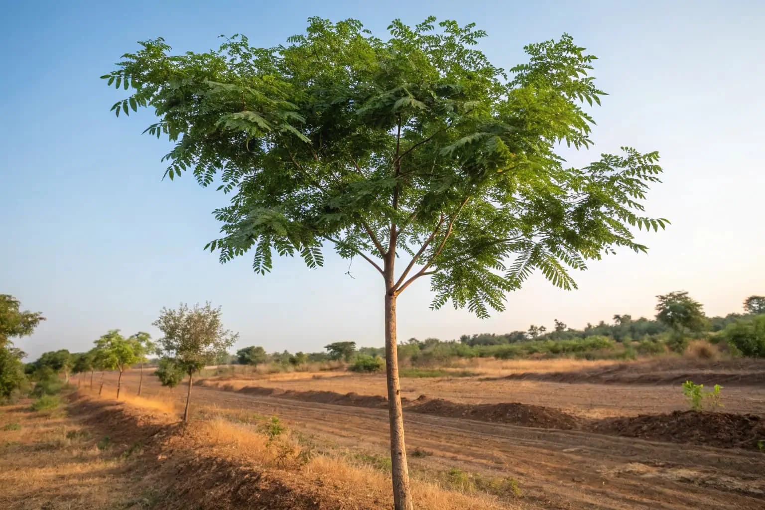 Neem fa (Azadirachta indica)