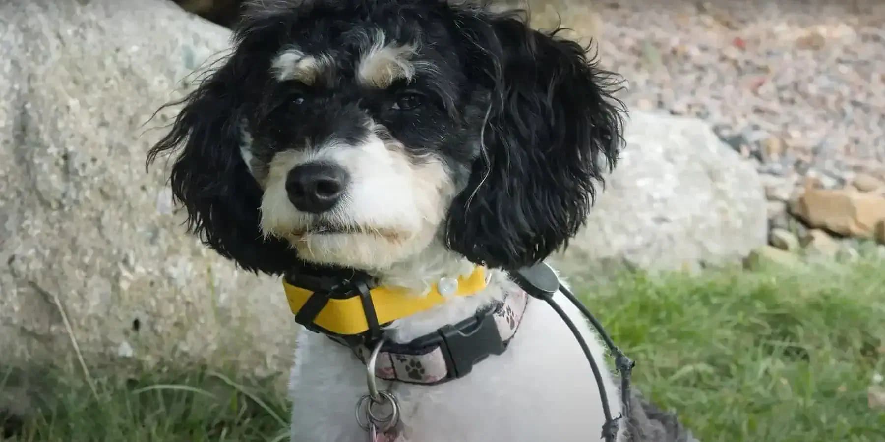 GPS kutya nyomkövető