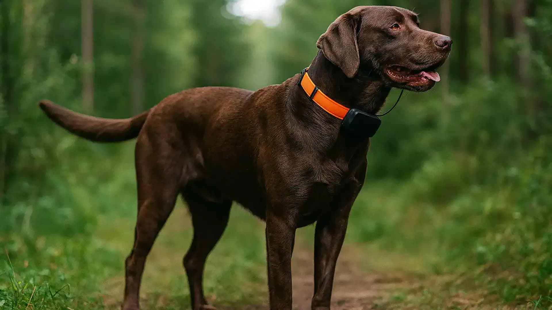 GPS kutya nyomkövető