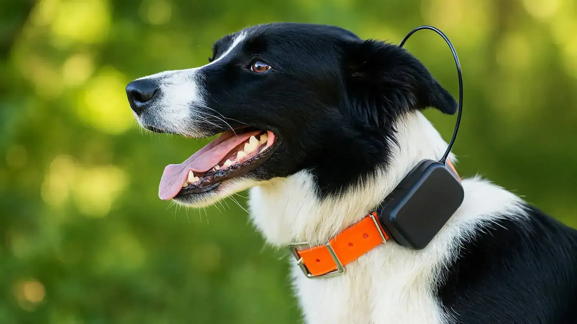 GPS kutya nyomkövető