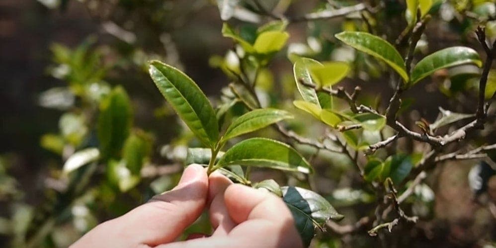Pu Erh tea fogyókúrás tea vélemény – fogyasztó tea