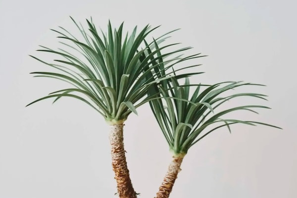 Yucca